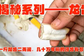 揭秘系列——龙齿：一斤龙齿二两泥，几十万年的牙齿有多难刷？