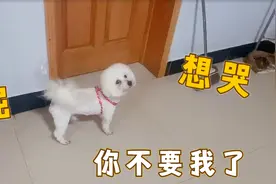 半天不见狗狗以为被抛弃！伸着脖子啜泣着哭，怎么安抚都不如绳子视频封面