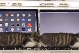 猫咪卧在键盘上，看得出来猫咪呼吸很均匀：屏幕跟着它呼吸视频封面
