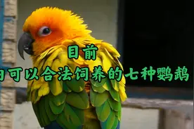 目前国内可以合法饲养的七种鹦鹉视频封面