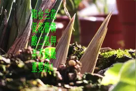 阳台养兰花难开花，喷磷酸二氢钾就能解决？还有两个更重要的条件视频封面