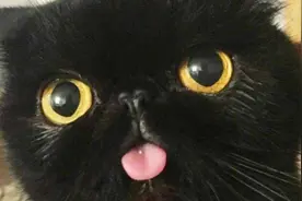十大黑色猫咪的品种！喜欢黑猫的，看这里！