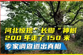 河北惊现“长脚”神树，200年走了150米，专家前往调查道出真相！视频封面