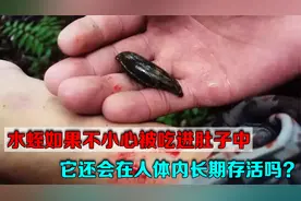 水蛭如果不小心被吃进肚子中，它还会在人体内长期存活吗？视频封面