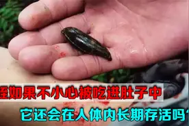水蛭如果不小心被吃进肚子中，它还会在人体内长期存活吗？视频封面