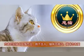 危难时刻猫咪挺身而出，救下主人。猫咪不高冷，猫咪也有爱。视频封面