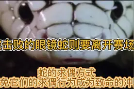 精明强干的蛇：蛇的求偶方式，避免它们的求偶行为成为致命的冲突视频封面