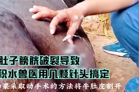 牛牛肚子膀胱破裂，导致腹腔积水，兽医用几颗针头搞定视频封面