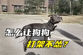 怎么让狗狗打架不怂？这三种训练方法，你敢尝试吗？视频封面