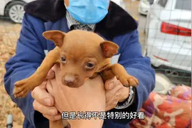 260淘一只纯种小鹿犬视频封面