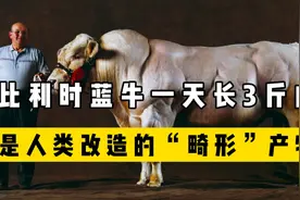 比利时蓝牛一天长3斤肉，是人类改造的“畸形”产物，在我国不多视频封面