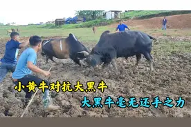 印度斗牛：小黄牛对抗大黑牛，大黑牛竟毫无还手之力，以惨败告终视频封面