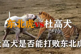 东北虎vs杜高犬，十只杜高犬究竟能否打败一只东北虎视频封面