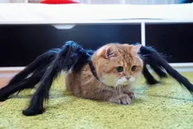 主人给金渐层穿上蜘蛛衣服，猫咪顿时就不会走了