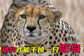 鸵鸟的战斗力有多强？三只猎豹都需要合力才能拿下视频封面