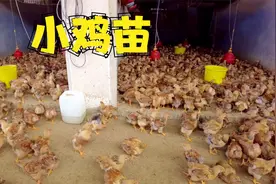 实拍南宁兴东禽苗批发市场，一只鸡苗3毛钱真便宜，不要钱似的