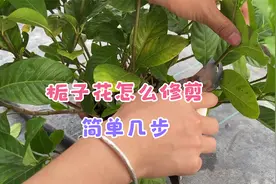 栀子花8月如何修剪?很多花友迷茫，全面讲解修剪方法，简单易学视频封面