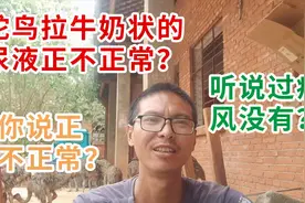 鸵鸟拉牛奶状白色的尿液正不正常？听说过痛风没有？你说正不正常视频封面