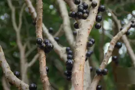 长在树干上的葡萄，像葡萄却和葡萄没有关系！学名嘉宝果你吃过吗视频封面