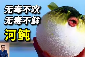 河豚以剧毒闻名，其实竟不产毒素！神秘河鲀毒素，到底从何而来？视频封面