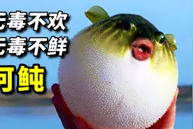 河豚以剧毒闻名，其实竟不产毒素！神秘河鲀毒素，到底从何而来？视频封面