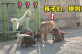 母狗带6只小奶狗上门“认爹”，主人：不可能，它一直关在铁笼里视频封面