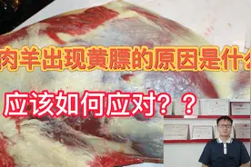 肉羊出现黄膘是什么原因？视频封面