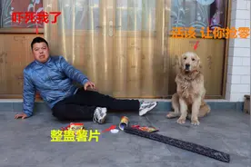 金毛买零食设计坑害小虎，小虎嘴馋抢零食中计，可把金毛给乐坏了视频封面