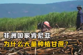 非洲国家肯尼亚，为什么要大量种植甘蔗？多种点粮食不行吗？视频封面