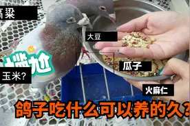 养鸽子都喂什么粮食呢？网友说多喂这个食物，鸽子健康又亲和力好