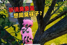 小雨吖吖：落在树上挑战成功！看来臭象昊要闻我的臭袜子啦！视频封面