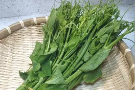 很多人以为是南瓜藤，其实是佛手瓜苗也叫龙须菜，这种做法超好吃视频封面