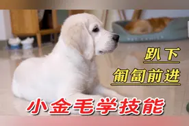 小金毛学匍匐前进，竟然无师自通？！视频封面