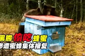 黑熊嘴馋偷吃蜂蜜，却遭蜜蜂集体报复，被蛰的落荒而逃视频封面