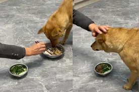 主人试探狗狗夹走一块肉，狗子叼更大块肉给主人，随后一幕太感动视频封面