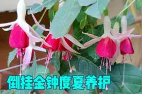 倒挂金钟“夏必死”？分享5个度夏技巧，轻松过夏天视频封面