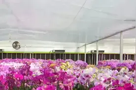 里水：打造乡村文化游 景美好玩值得来打卡视频封面
