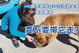 露营地发现一只流浪金毛，一直跟着我，要不要带走它？视频封面