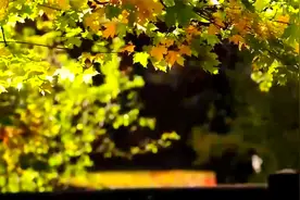 【放松一下】阳春布德泽，万物生光辉视频封面