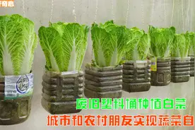 在阳台用塑料桶种植白菜，实现蔬菜水果自由，同时观赏性也很强视频封面