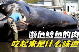 日本人捕濒危鲸鱼卖其肉，外国小伙买来煎烤，直呼味道不可思议！视频封面