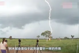明明树木是个绝缘体，为什么雷电专劈大树？这下明白了视频封面