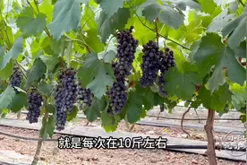 葡萄小苗期的施肥问题，应该施用哪些肥料，具体要施几次？视频封面