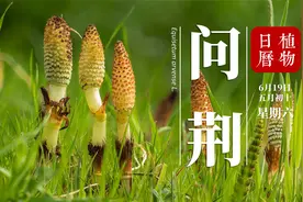《流星花园》里面的女主叫杉菜，但你知道杉菜是什么植物吗？视频封面