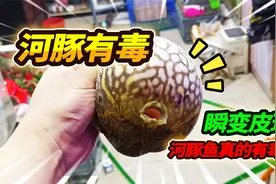 淡水狗头河豚有毒吗，作为观赏鱼的他们很可爱，瞬间变球随意玩耍视频封面
