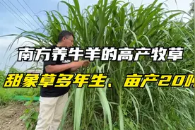 南方养牛羊的高产牧草，甜象草属无性繁殖，适口性好，能割8-10年视频封面