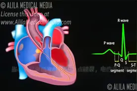 心脏传导系统和理解心电图（ECG）动画视频封面