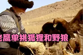 62岁老人训练猎鹰，雪山单挑狐狸和野狼，竟然被野狼反扑视频封面