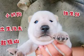 出生18天的小奶狗这么凶，我内心是很不服的，所以一定要收拾它视频封面