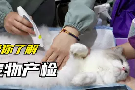 猫猫产检流程是这样的哦视频封面